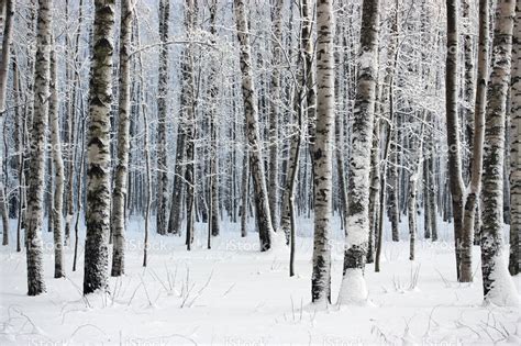Birch Trees In Snow Covered Winter Wood Winter Wood Woods