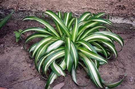 We did not find results for: The Easy Care Spider Plant - Recommended Tips