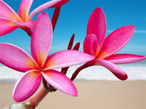 Plumeria Pink Flower Desktop Background 511865