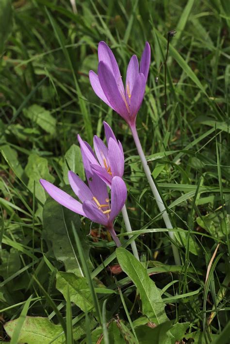 Herbstzeitlose (colchicum) treiben ab september ihre nackten, juwelengleichen blütenkelche auf langen, bleichen blütenröhren heraus. Herbstzeitlose (2019_09_12_6170_ji) Foto & Bild | natur ...