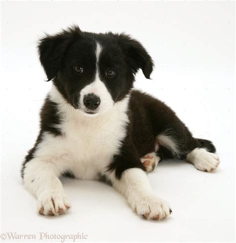 Dog Black And White Border Collie Pup Lying With Head Up Photo Wp17481