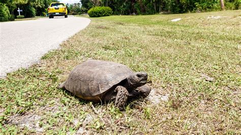 Protections For Gopher Tortoises Under Consideration By Federal Officials