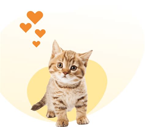 Get A Quote For Kitten Insurance Perfect Pet