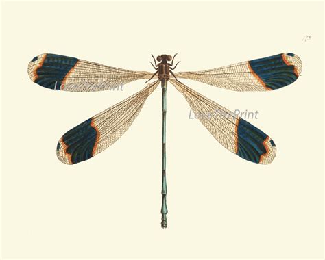 Dragonfly Print Botanical Art Print Nod562 Beautiful Large Etsy