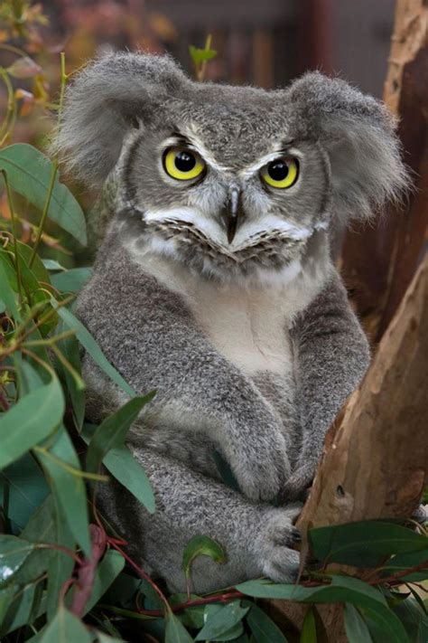 The sky's the limit, and photoshop artists never cease their efforts in animal creation. 20 nouvelles espèces d'animaux hybrides que seul Photoshop ...