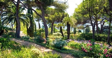 Spread the grass seed over the moist soil and rake gently to barely cover the seed. Known for its nice cone shape, a pine tree is simply a great addition to your garden. It's a ...