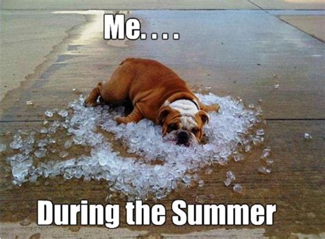90 Best Summer Memes