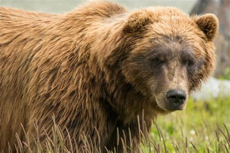 Spot The Difference Between A Male And Female Bear