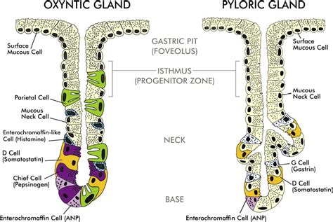 Control Of Gastric Acid Secretion In Health And Disease Gastroenterology