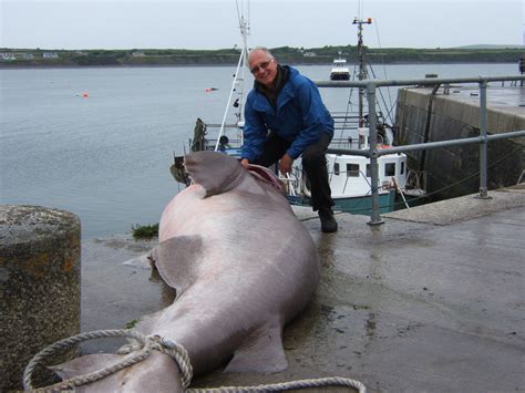 Angling World Rocked By Biggest Fish Ever Caught By A British Angler