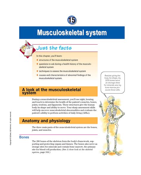 Musculoskeletal System 15 Musculoskeletal System Just The Facts