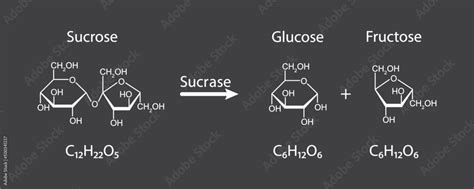 Sucrase Enzyme Effect On Sucrose Sugar Molecule Sucrose Hydrolysis