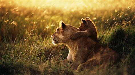 Fond Décran La Nature Herbe Lion Faune Bébé Famille