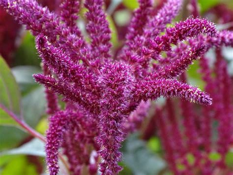 How To Grow Amaranth Plant For Delicious Grains And Greens Garden And