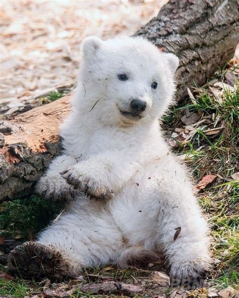 ️🧸 Happy Animals Baby Animals Funny Baby Polar Bears