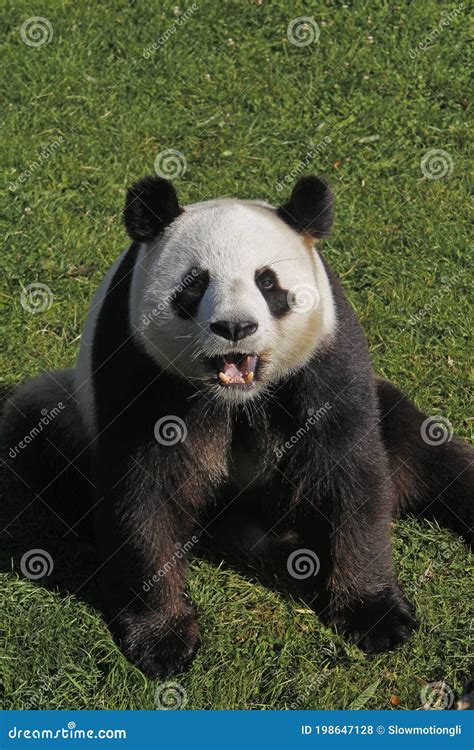 Giant Panda Ailuropoda Melanoleuca Adult Sitting With Open Mouth