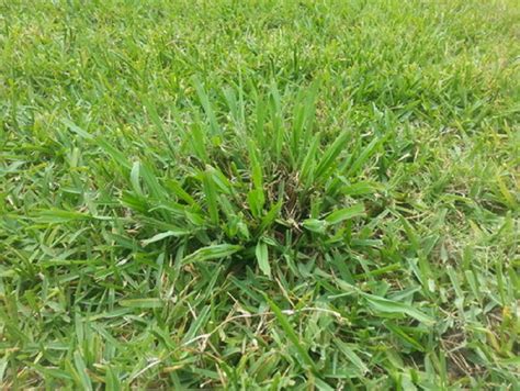 It works by releasing organic dipeptides (proteins) into the soil to prevent weed seeds from establishing. Fertilizer and Crabgrass Control