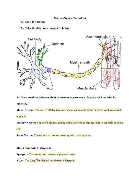 Nervous System Worksheet Nervous System Worksheet 1 Label The
