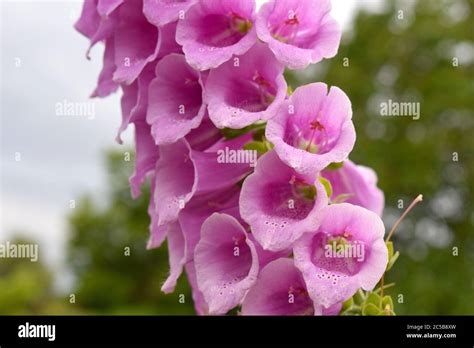 Pendulous Flower Cluster Hi Res Stock Photography And Images Alamy