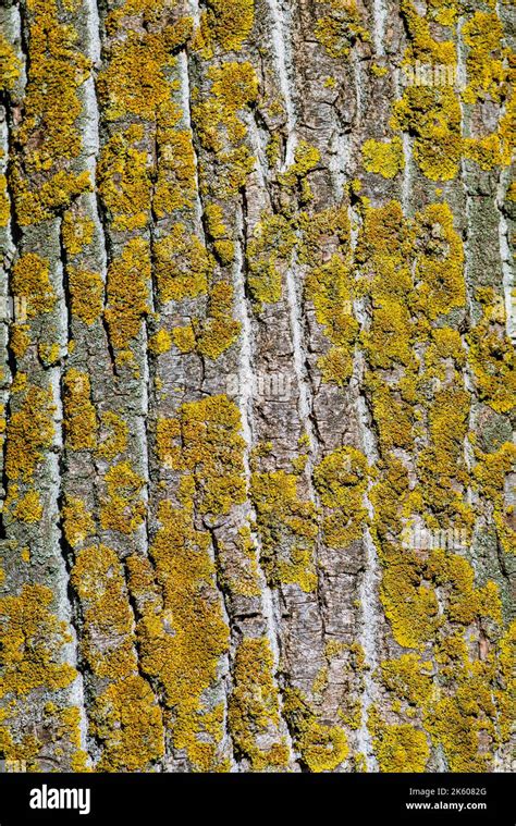 The Wavy Texture Of Poplar Tree Bark Texture Rough Wood Natural Pattern