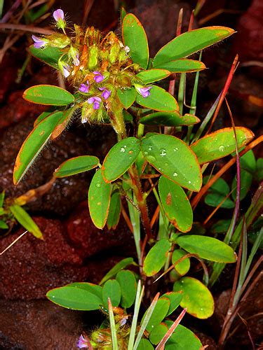 Desmodium Barbatum Fotos De Campo The Field Museum