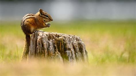 A Cute And Playful Chipmunk Running Jumping Sitting And Eating On An