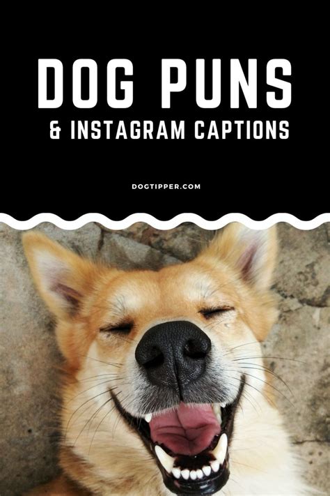 Dog Puns And Furtastic Instagram Captions