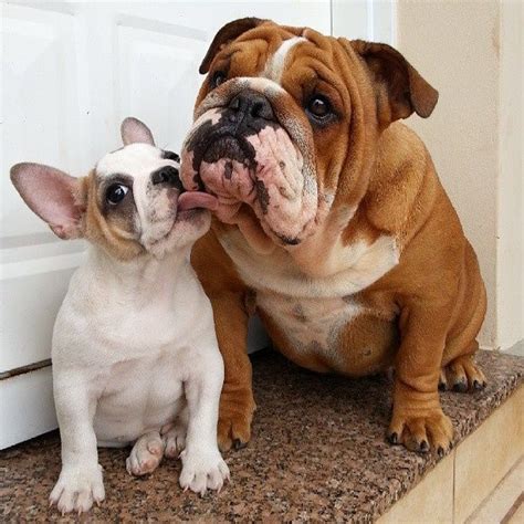 French Bulldog VS. English Bulldog - Which Pet is Right For You? - Frenchie World Shop