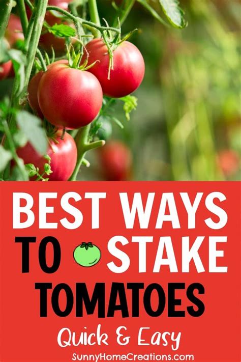 Best Ways To Stake Tomatoes Vegetable Garden For Beginners Gardening