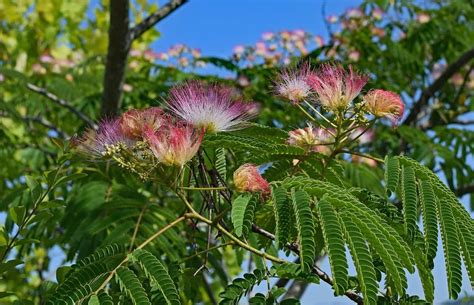 Growing A Mimosa Tree The Fuzzy Pink Flower Tree Gardening Channel
