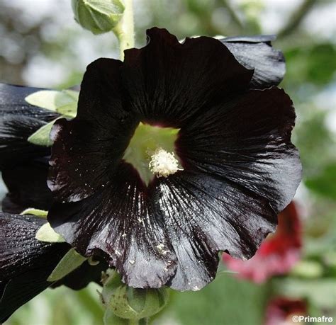 Find help and information on alcea rosea 'black knight' hollyhock, including varieties and pruning advice. Pin på Bloomin' Beauties