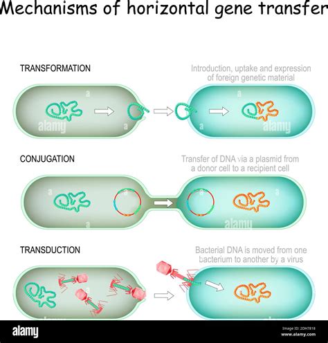 Mecanismos De Transferencia Horizontal De Genes Conjugación Transferencia De Adn A Través De