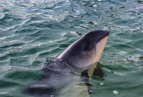 The 18 Most Beautiful Mediterranean Sea Animals