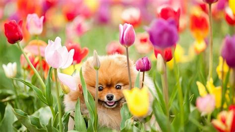 Ebony Krimper Dogs And Flowers Wallpaper Puppies And Kittens