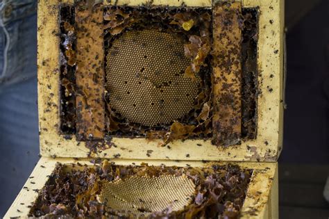 Native Stingless Bees And Splitting A Hive Yandina Community Gardens