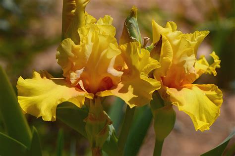 The Yellow Iris A Small Sunny Garden By Amy Myers