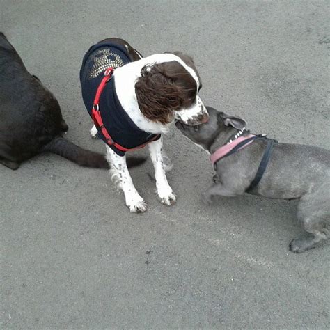 Why Do My Dogs Lick Each Others Privates 8 Reasons For This Social