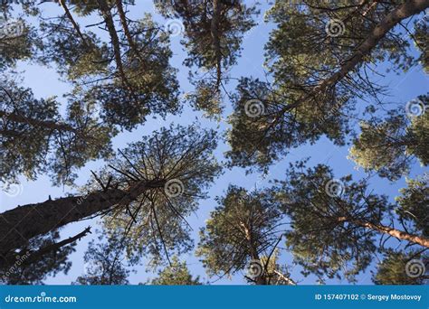 Beautiful Pine Forest Stock Photo Image Of Sunlight 157407102