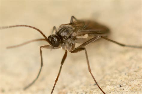 What Do You Need To Know About Fungus Gnats Cannabis
