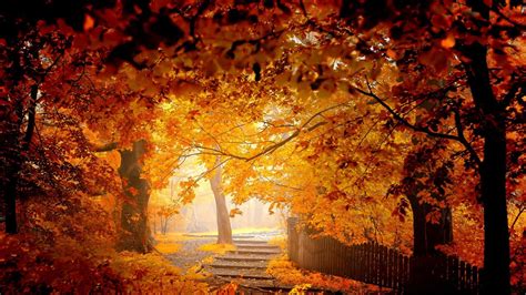 Autumn Trees Top View Nature Hd Wallpaper Wallpaper Flare