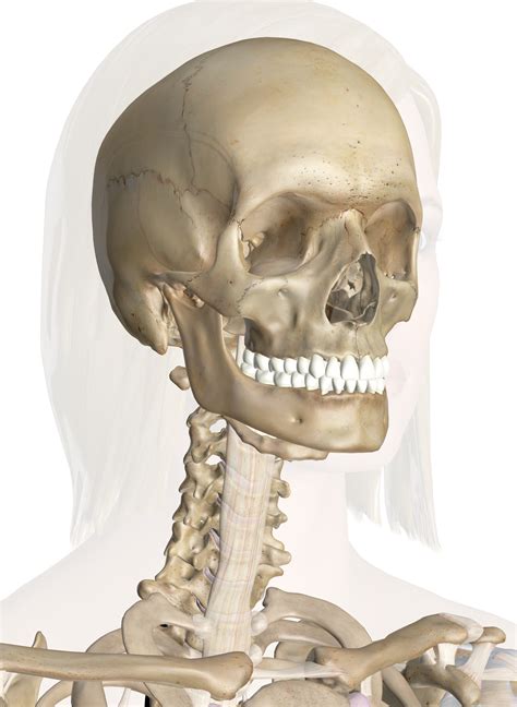 Bones Of The Head And Neck Interactive Anatomy Guide