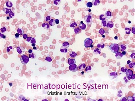Ppt Hematopoietic System Powerpoint Presentation Free Download Id