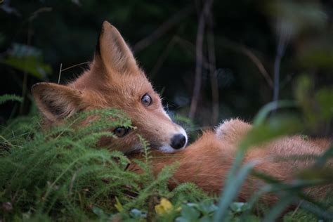 Red Fox Sean Crane Photography