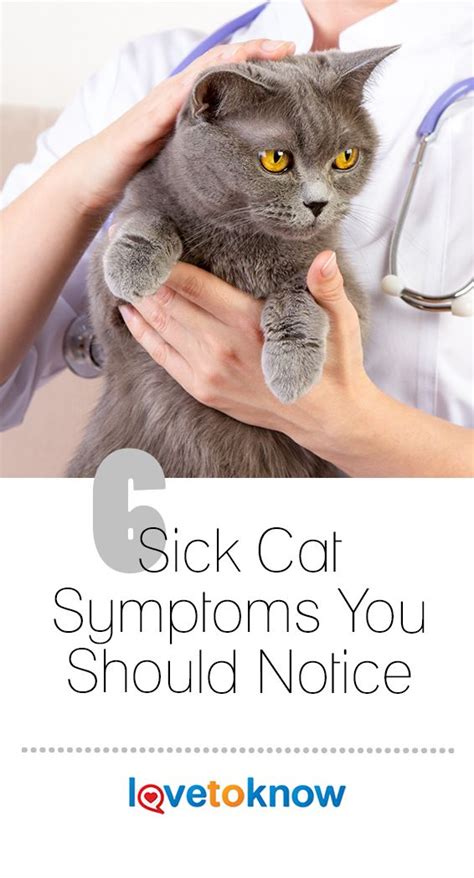 7 Sick Cat Symptoms You Should Notice Lovetoknow Cat Symptoms Sick