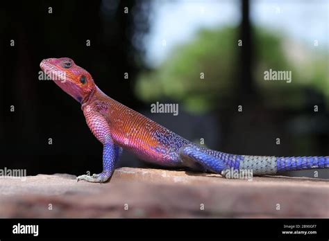 The Common Agama Red Headed Rock Agama Or Rainbow Agama Is A Species