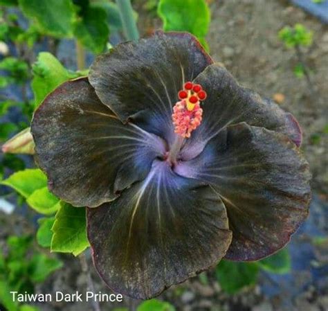 Taiwan Dark Prince Hibiscus More Strange Flowers Rare Flowers Black