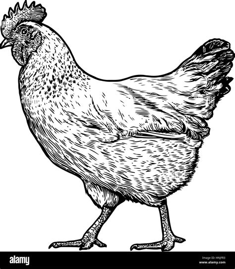 Chicken Illustration Drawing Engraving Line Art Realistic Stock