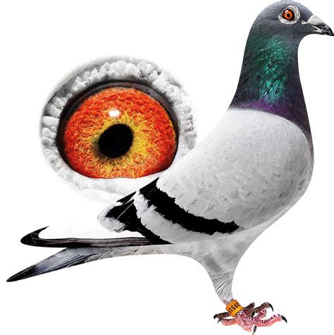 Download New Rock Dove Full Size Png Image Pngkit