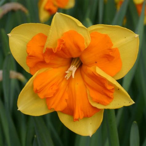 Narcissus Congress Daffodils Spring Flowering Bulbs Qfb Gardening