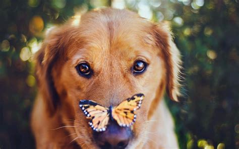 Dog Butterfly Wallpaper 1920x1200 12679